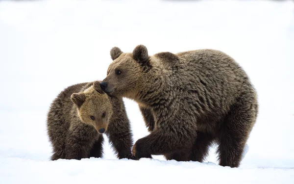 雪の上の冬の森の中でクマとクマの赤ちゃん 自然生息地 Ursus Arctos Arctos — ストック写真