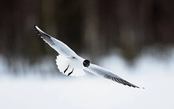 Fekete Fejű Sirály Larus Ridibundus Repülés Közben Téli Természet Háttér — Stock Fotó