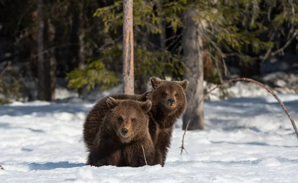 Αρκουδάκια Στο Χειμερινό Δάσος Φυσικό Περιβάλλον Καφέ Αρκούδα Επιστημονική Ονομασία — Φωτογραφία Αρχείου