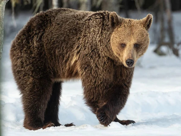 Γρια Ενήλικη Καφέ Αρκούδα Στο Χειμερινό Δάσος Μπροστά Καφέ Αρκούδα — Φωτογραφία Αρχείου