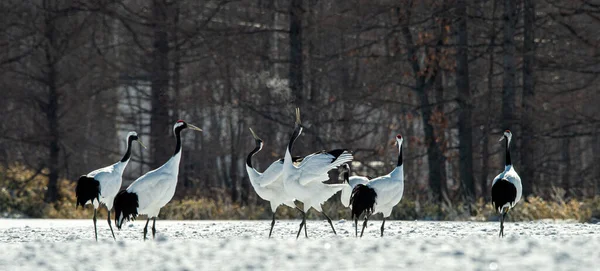 Dans Eden Turnalar Vinçlerin Evlilik Töreni Dansı Kırmızı Taçlı Turna — Stok fotoğraf