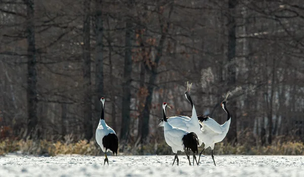 Dancing Cranes Ritual Marriage Dance Cranes Red Crowned Crane Scientific — Stock Photo, Image