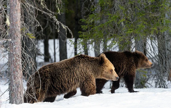 Medvědice Medvědice Zimním Lese Sněhu Přírodní Prostředí Vědecký Název Ursus — Stock fotografie