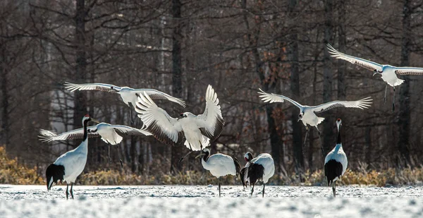 Dancing Cranes. The ritual marriage dance of cranes. The red-crowned crane. Scientific name: Grus japonensis, also called the Japanese crane or Manchurian crane, is a large East Asian Crane