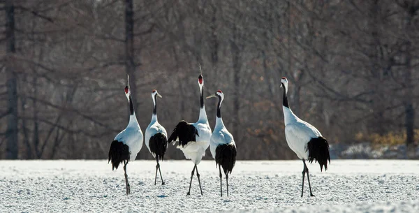 Dancing Cranes. The ritual marriage dance of cranes. The red-crowned crane. Scientific name: Grus japonensis, also called the Japanese crane or Manchurian crane, is a large East Asian Crane