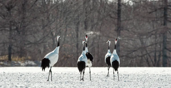 Danskranen Rituele Huwelijksdans Van Kraanvogels Rood Gekroonde Kraan Wetenschappelijke Naam — Stockfoto