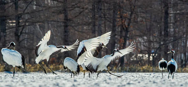 Dans Eden Turnalar Vinçlerin Evlilik Töreni Dansı Kırmızı Taçlı Turna — Stok fotoğraf