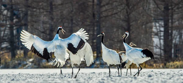Dancing Cranes. The ritual marriage dance of cranes. The red-crowned crane. Scientific name: Grus japonensis, also called the Japanese crane or Manchurian crane, is a large East Asian Crane