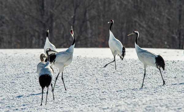 Dancing Cranes. The ritual marriage dance of cranes. The red-crowned crane. Scientific name: Grus japonensis, also called the Japanese crane or Manchurian crane, is a large East Asian Crane