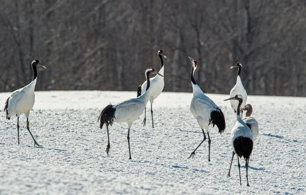 Dancing Cranes. The ritual marriage dance of cranes. The red-crowned crane. Scientific name: Grus japonensis, also called the Japanese crane or Manchurian crane, is a large East Asian Crane