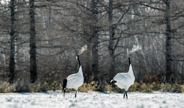 Danskranen Rituele Huwelijksdans Van Kraanvogels Rood Gekroonde Kraan Wetenschappelijke Naam — Stockfoto