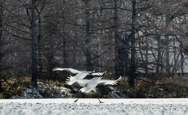 Kırmızı Taçlı Turnalar Inişte Yan Görüş Kış Ormanının Karanlık Arka — Stok fotoğraf