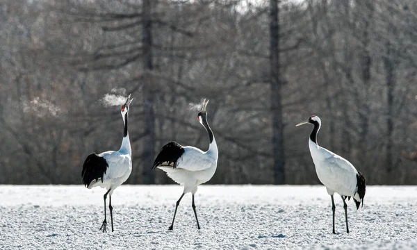 Dancing Cranes Ritual Marriage Dance Cranes Red Crowned Crane Scientific — Stock Photo, Image