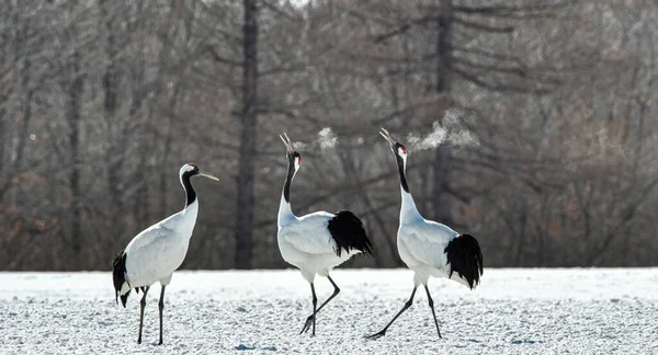Dancing Cranes. The ritual marriage dance of cranes. The red-crowned crane. Scientific name: Grus japonensis, also called the Japanese crane or Manchurian crane, is a large East Asian Crane.