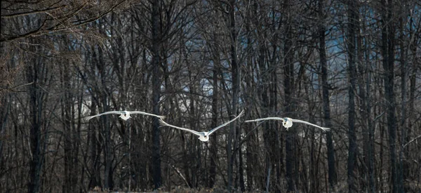 Gru Corona Rossa Volo Vista Frontale Sfondo Scuro Della Foresta — Foto Stock