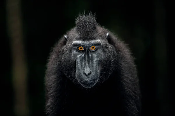 Macaque Crêpes Celebes Gros Plan Portrait Vue Face Fond Sombre — Photo