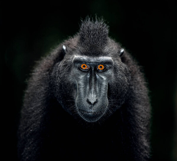 The Celebes crested macaque. Close up portrait, front view, dark background. Crested black macaque, Sulawesi crested macaque, or the black ape. Natural habitat. Sulawesi. Indonesia.