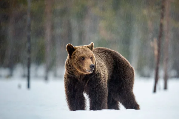 Дикий Дорослий Коричневий Ведмідь Зимовому Лісі Вид Спереду Коричневий Ведмідь — стокове фото