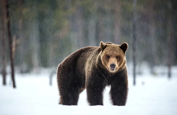 Urso Castanho Adulto Selvagem Floresta Inverno Vista Frontal Urso Pardo — Fotografia de Stock