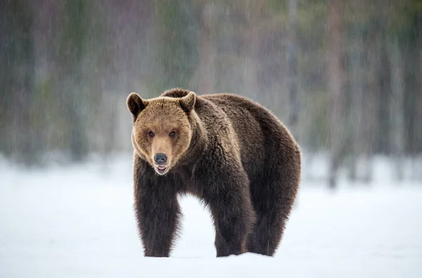 冬の森で野生の大人の茶色のクマ 正面図 褐色熊 Ursus Arctos Arctos 冬の季節 自然生息地 — ストック写真