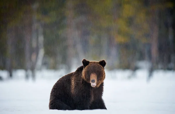 Αρκούδα Ανοιχτό Στόμα Κάθεται Στο Χιόνι Καφέ Αρκούδα Στο Χειμερινό — Φωτογραφία Αρχείου