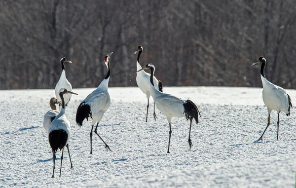 Dancing Cranes. The ritual marriage dance of cranes. The red-crowned crane. Scientific name: Grus japonensis, also called the Japanese crane or Manchurian crane, is a large East Asian Crane.