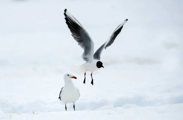 Gaviota Cabeza Negra Larus Ridibundus Vuelo Invierno Naturaleza Fondo — Foto de Stock