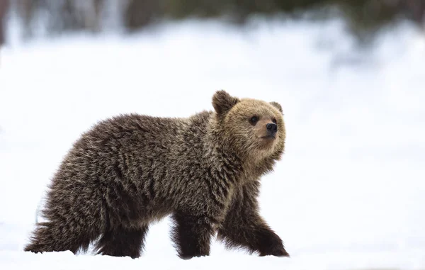 Bear Cub Walking Snow Winter Forest Natural Habitat Brown Bear — Stockfoto