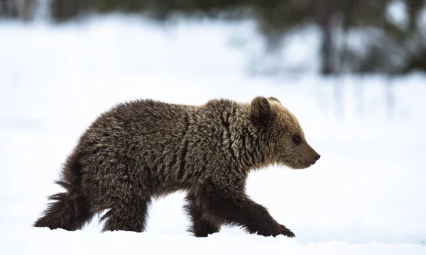 Bear Cub Walking Snow Winter Forest Natural Habitat Brown Bear — Stockfoto