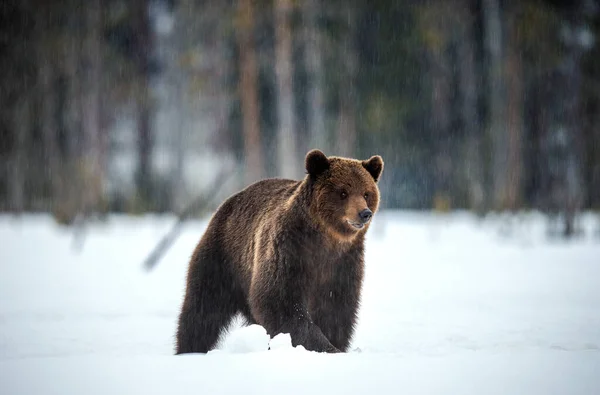 Γρια Ενήλικη Καφέ Αρκούδα Στο Χειμερινό Δάσος Καφέ Αρκούδα Επιστημονική — Φωτογραφία Αρχείου