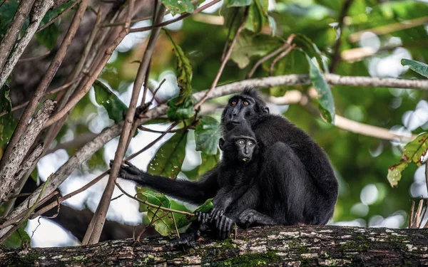 Celebes Crestarono Macaco Cucciolo Sull Albero Macaco Nero Crestato Macaco — Foto Stock