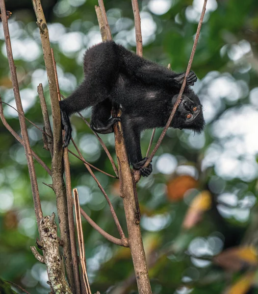 Şöhretler Ağaçtaki Makağı Tepeledi Bikli Siyah Makak Sulawesi Armalı Makak — Stok fotoğraf