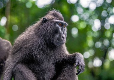 Celebes 'in tepeli makağı. Kapalı portre, kenar görüş, yeşil doğal arka plan. İbikli siyah makak, Sulawesi armalı makak, ya da siyah maymun. Doğal yaşam alanı. Sulawesi. Endonezya.