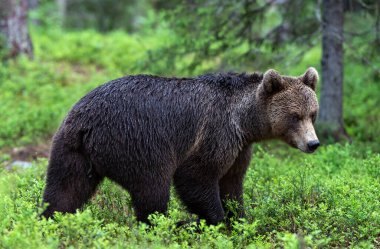 Kahverengi ayı yaz ormanında yürüyor. Bilimsel adı Ursus Arctos. Doğal yaşam alanı.