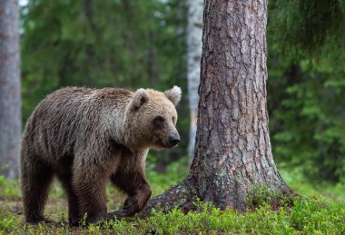 Kahverengi ayı yaz ormanında yürüyor. Bilimsel adı Ursus Arctos. Doğal yaşam alanı.