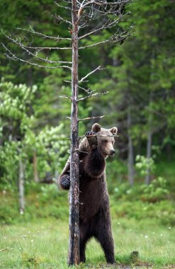 Kahverengi ayı bir ağacın yanında arka ayakları üzerinde duruyor. Bilimsel adı Ursus Arctos. Doğal yaşam alanı. Yaz mevsimi