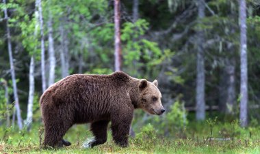 Kahverengi ayı yaz ormanında yürüyor. Bilimsel adı Ursus Arctos. Doğal yaşam alanı.