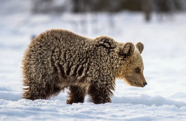 Bear Cub Walking Snow Winter Forest Natural Habitat Brown Bear — Stockfoto