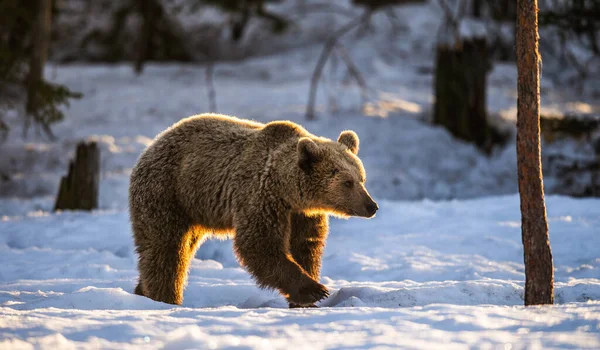 Kış Ormanında Kahverengi Ayı Gün Batımı Işığı Bilimsel Adı Ursus — Stok fotoğraf