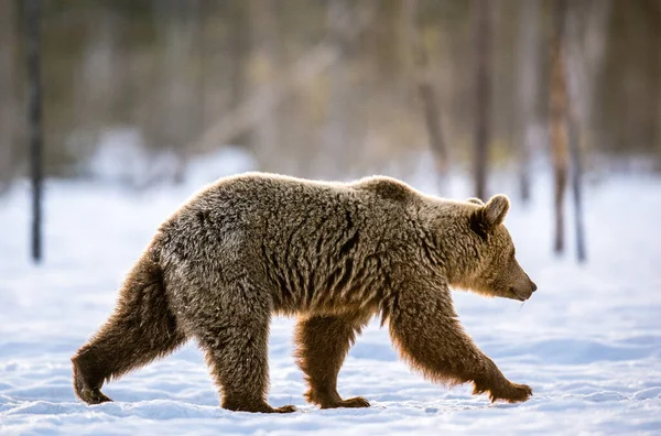 Ours Brun Dans Forêt Hiver Lumière Coucher Soleil Nom Scientifique — Photo