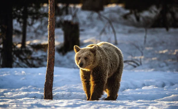 Коричневий Ведмідь Зимових Лісах Сонячне Світло Scientific Name Ursus Arctos — стокове фото