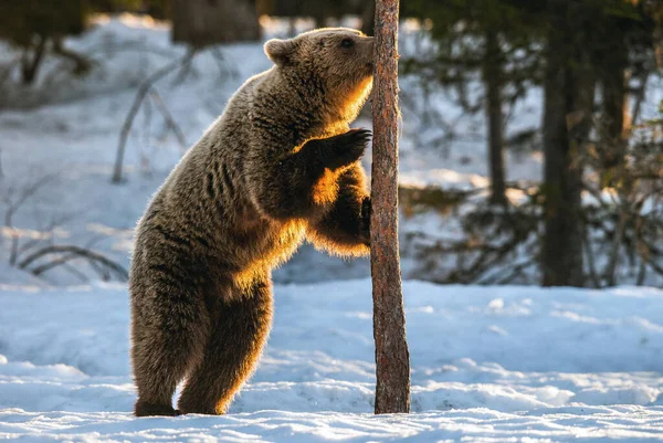 Urso Marrom Está Suas Patas Traseiras Por Pinheiro Floresta Inverno — Fotografia de Stock