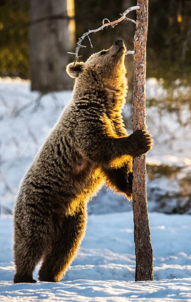 Коричневий Ведмідь Стоїть Задніх Лапах Біля Сосни Зимовому Лісі Наукова — стокове фото