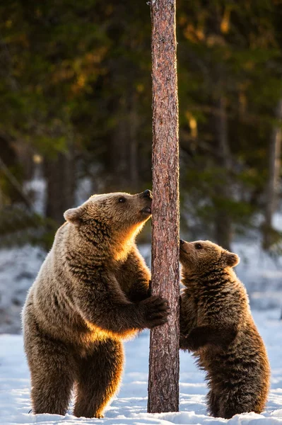 Urso Pardo Está Nas Patas Traseiras Filhote Urso Escalando Uma — Fotografia de Stock