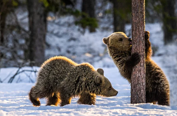 Bear Cub Farejando Pine Tree Filhotes Urso Marrom Inverno Floresta — Fotografia de Stock