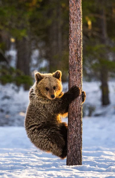 熊宝宝爬上了松树 冬林的夕阳西下 布朗熊 Ursus Arctos Arctos 自然生境 — 图库照片