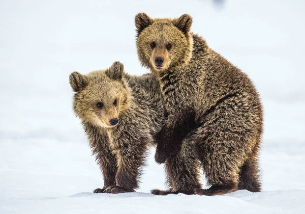 Filhotes Urso Estão Brincar Neve Habitat Natural Urso Castanho Nome — Fotografia de Stock