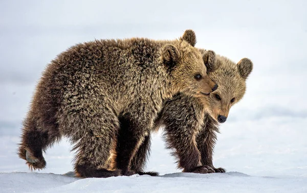 Bear Cubs Spelen Sneeuw Natuurlijke Habitat Bruine Beer Wetenschappelijke Naam — Stockfoto