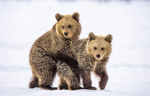 Bear Cubs Stanno Giocando Nella Neve Habitat Naturale Orso Bruno — Foto Stock