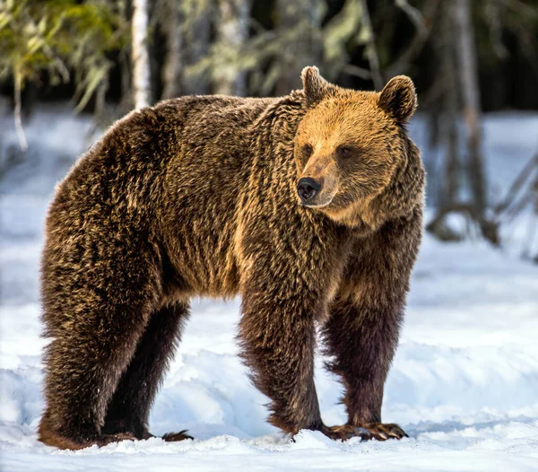 Kış Ormanında Kahverengi Ayı Gün Batımı Işığı Bilimsel Adı Ursus — Stok fotoğraf